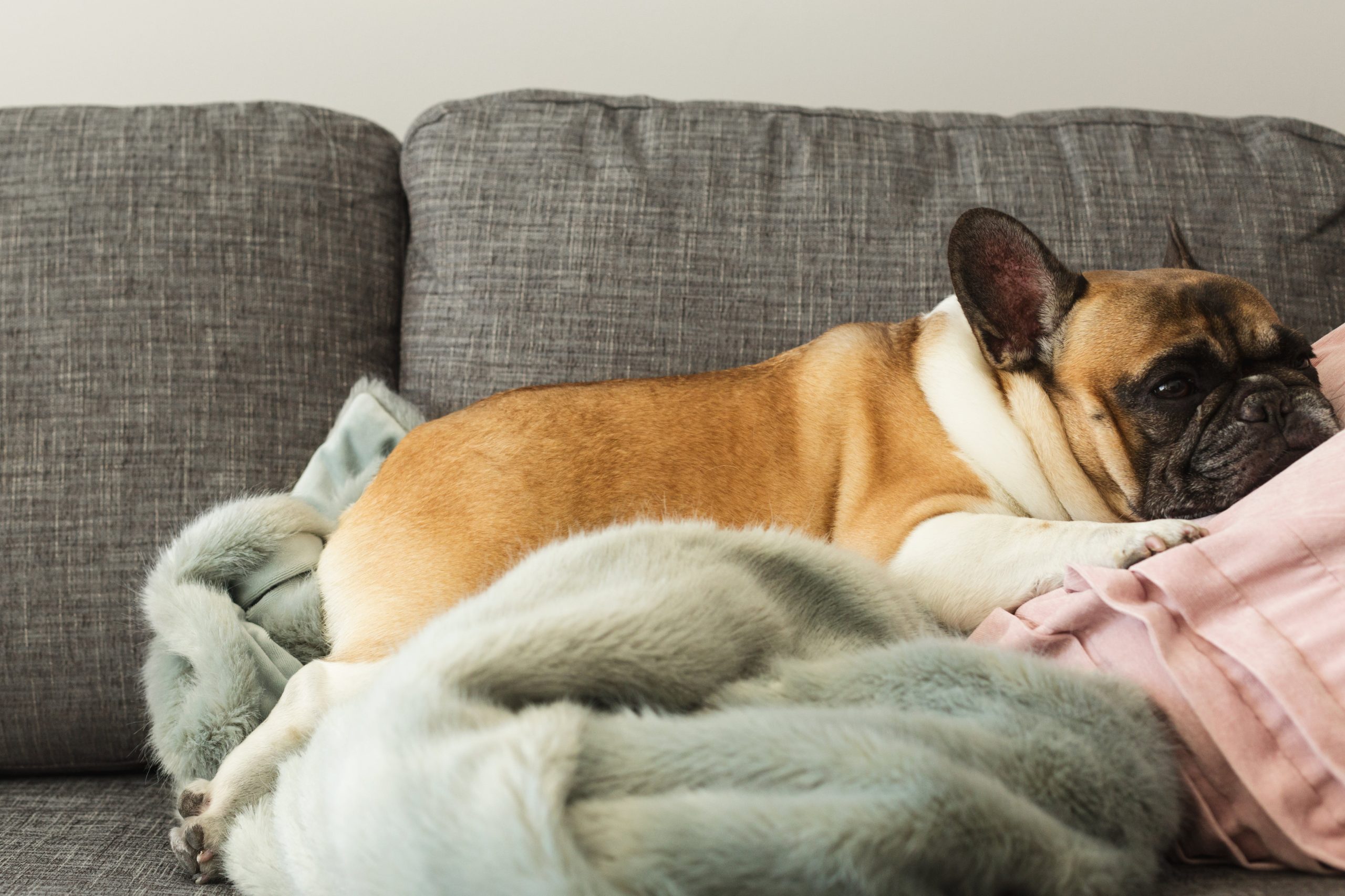 french-bulldog-gets-cozy