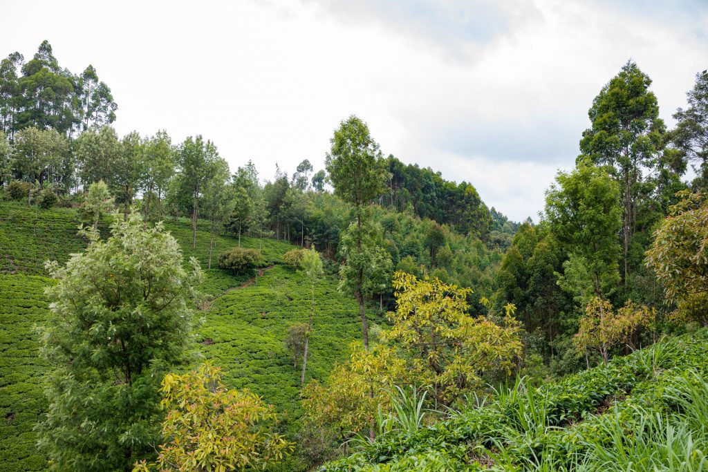 box_hill