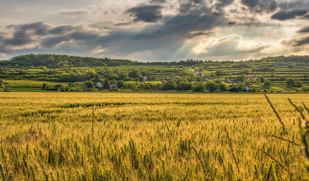 rye