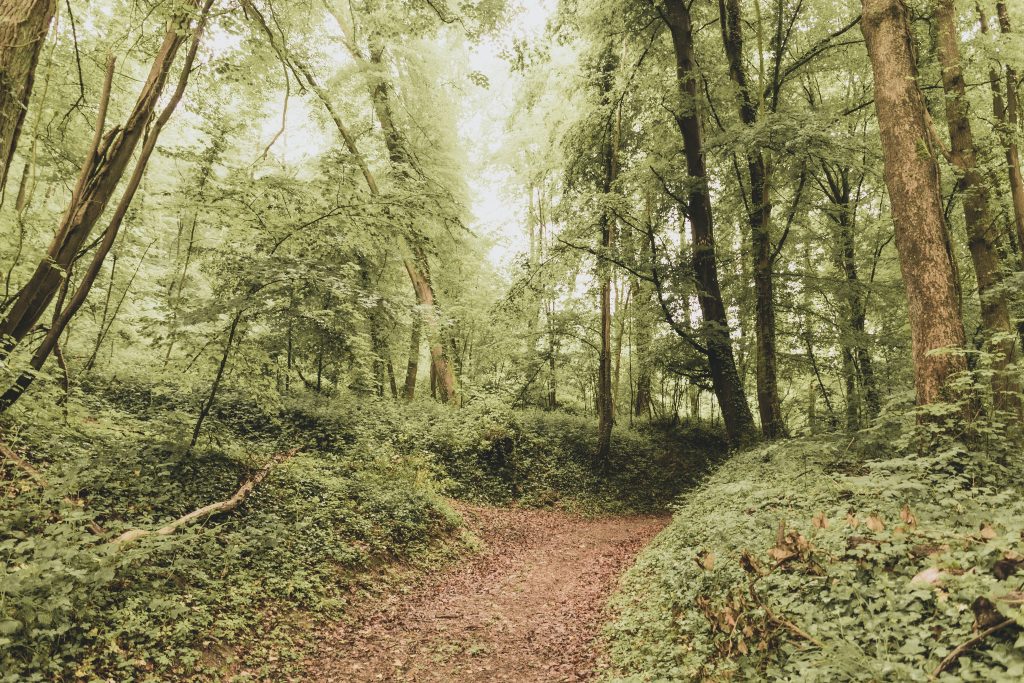 new_forest_national_park